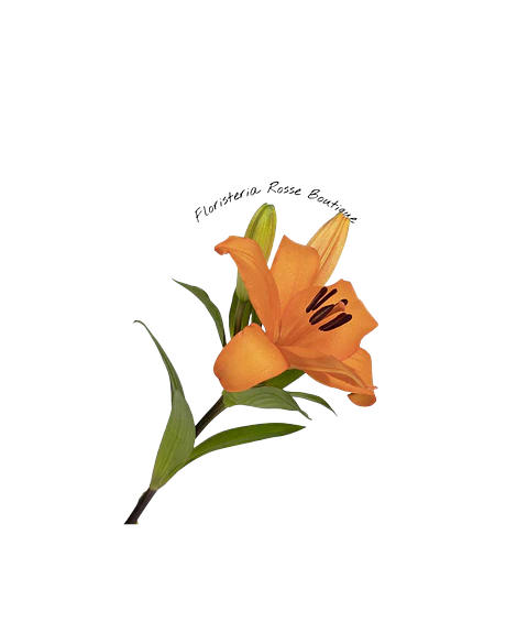 Vara de Lirio Naranja