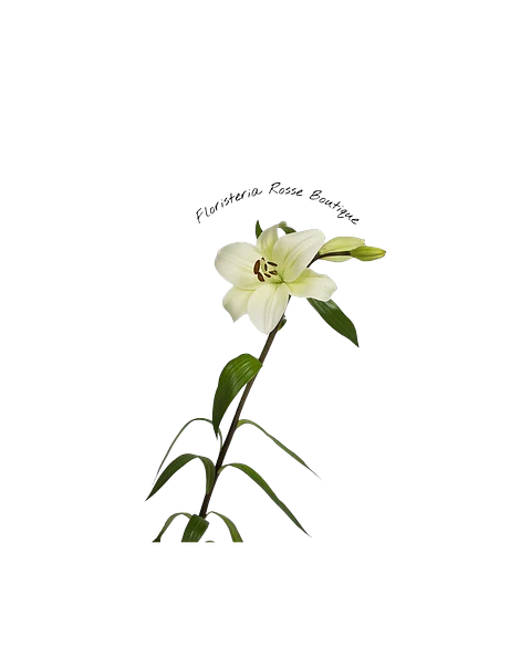 Vara de Lirio Blanco