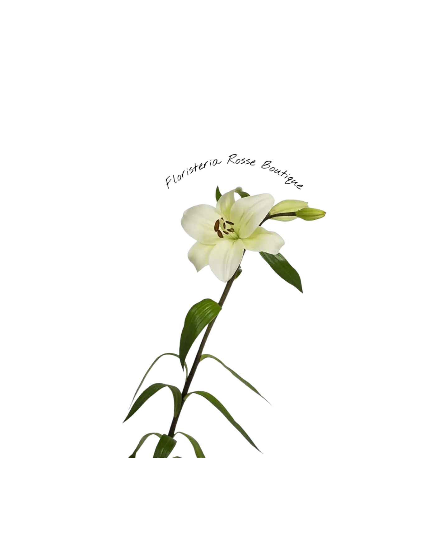 Vara de Lirio Blanco 1