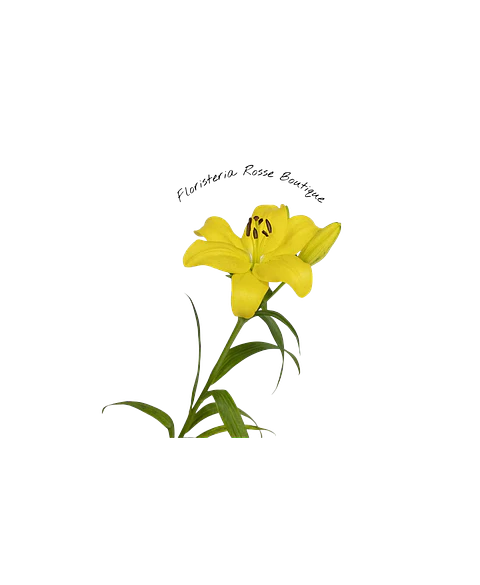 Vara de Lirio Amarillo