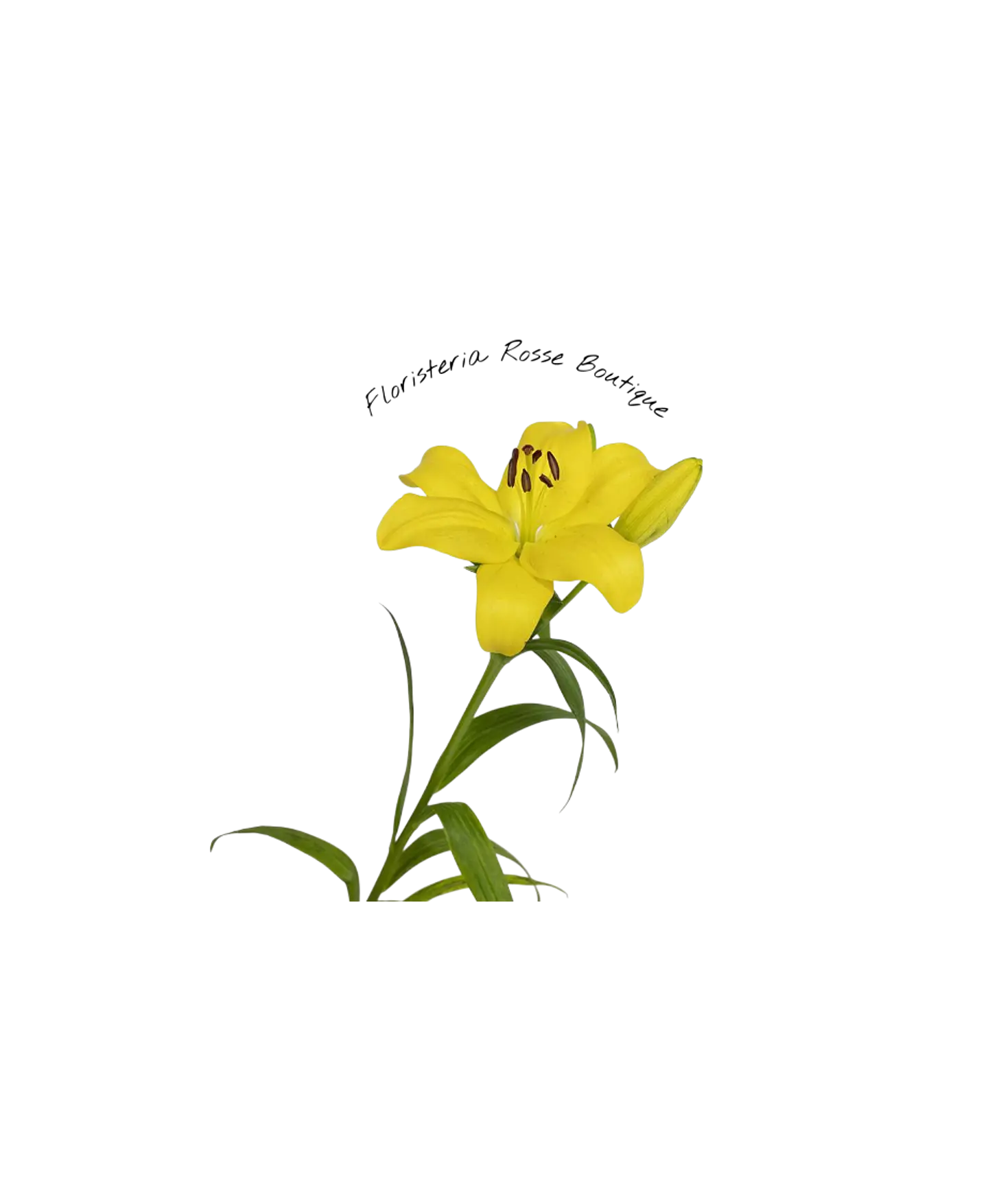 Vara de Lirio Amarillo 1