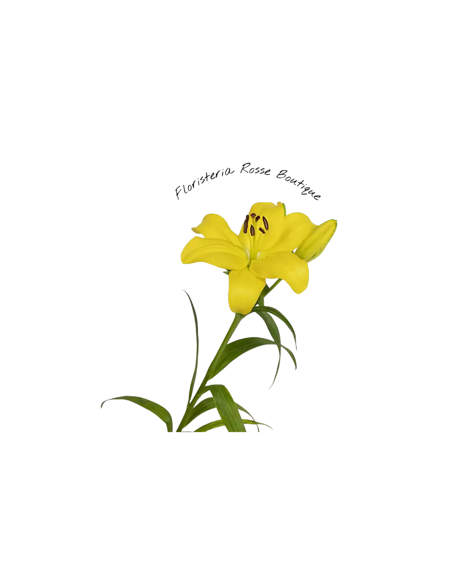 Vara de Lirio Amarillo 1