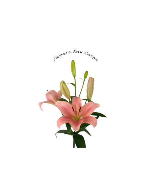 Vara de Lirio Rosado