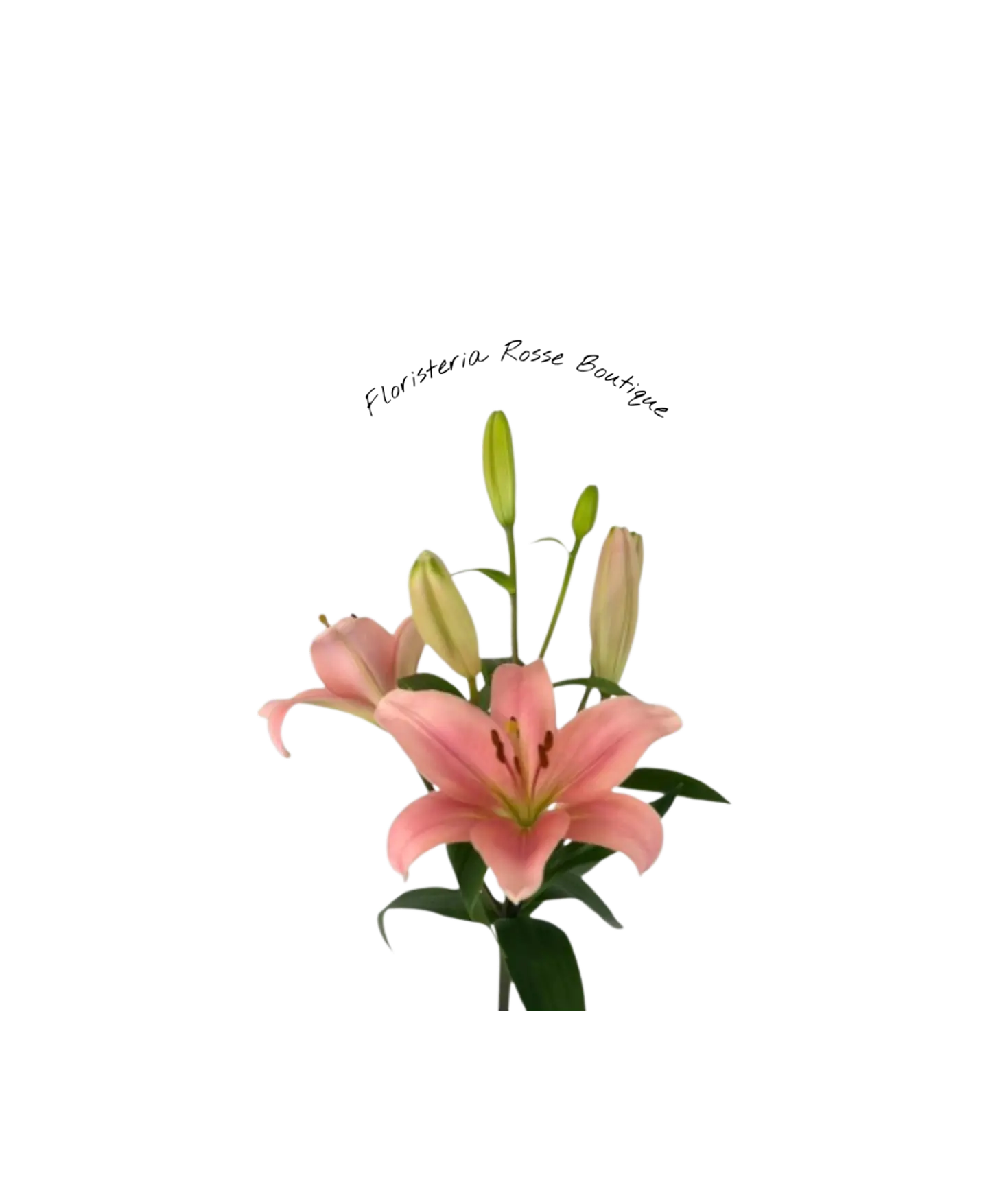 Vara de Lirio Rosado 1
