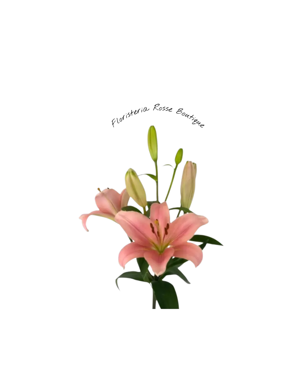 Vara de Lirio Rosado 1