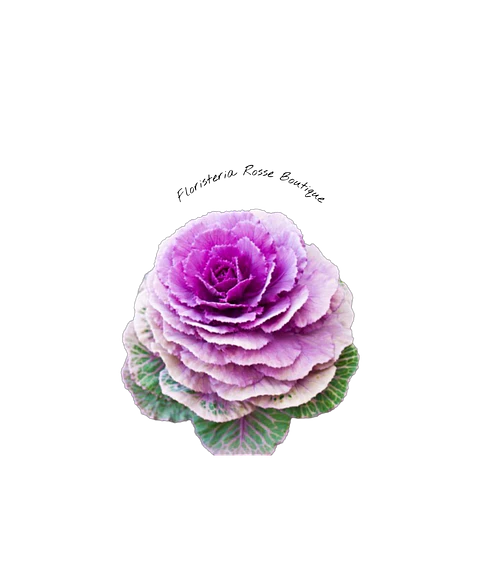 Flor la Repolla