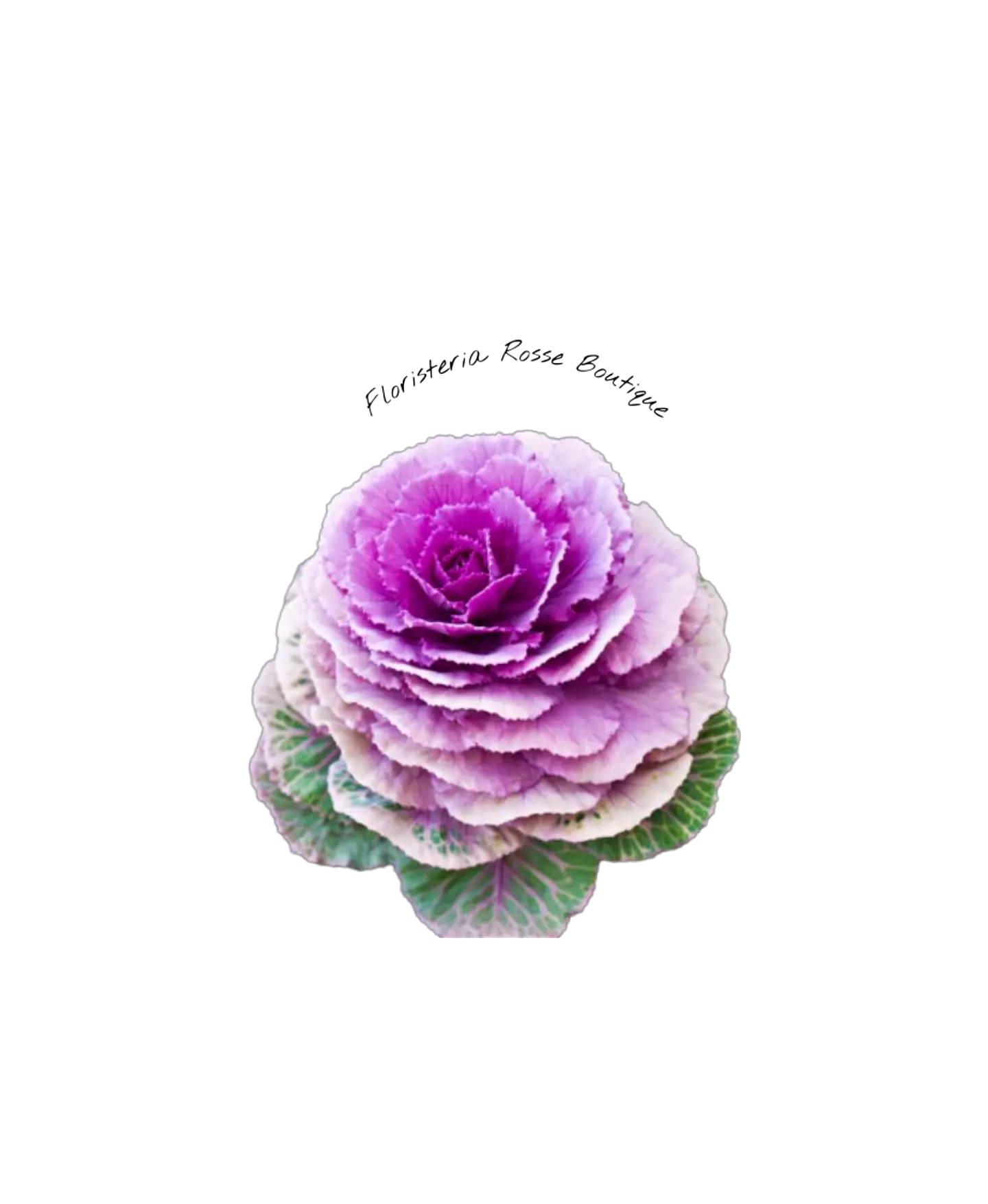 Flor la Repolla 1