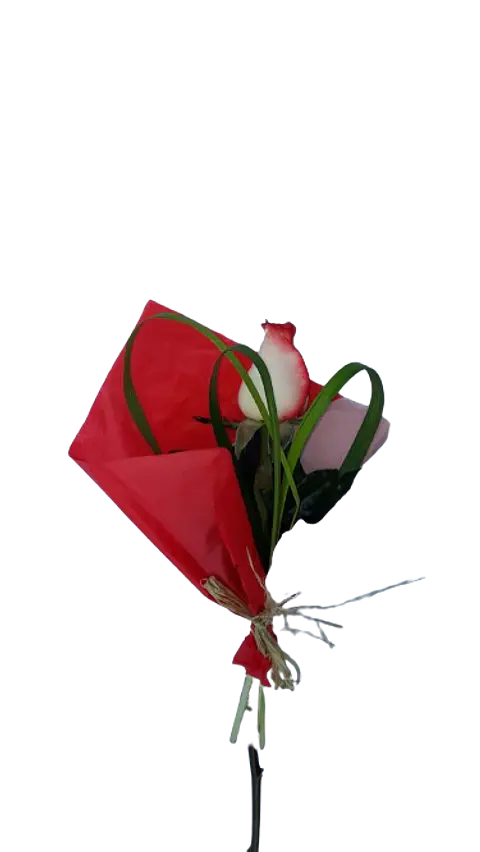 Rosa X1