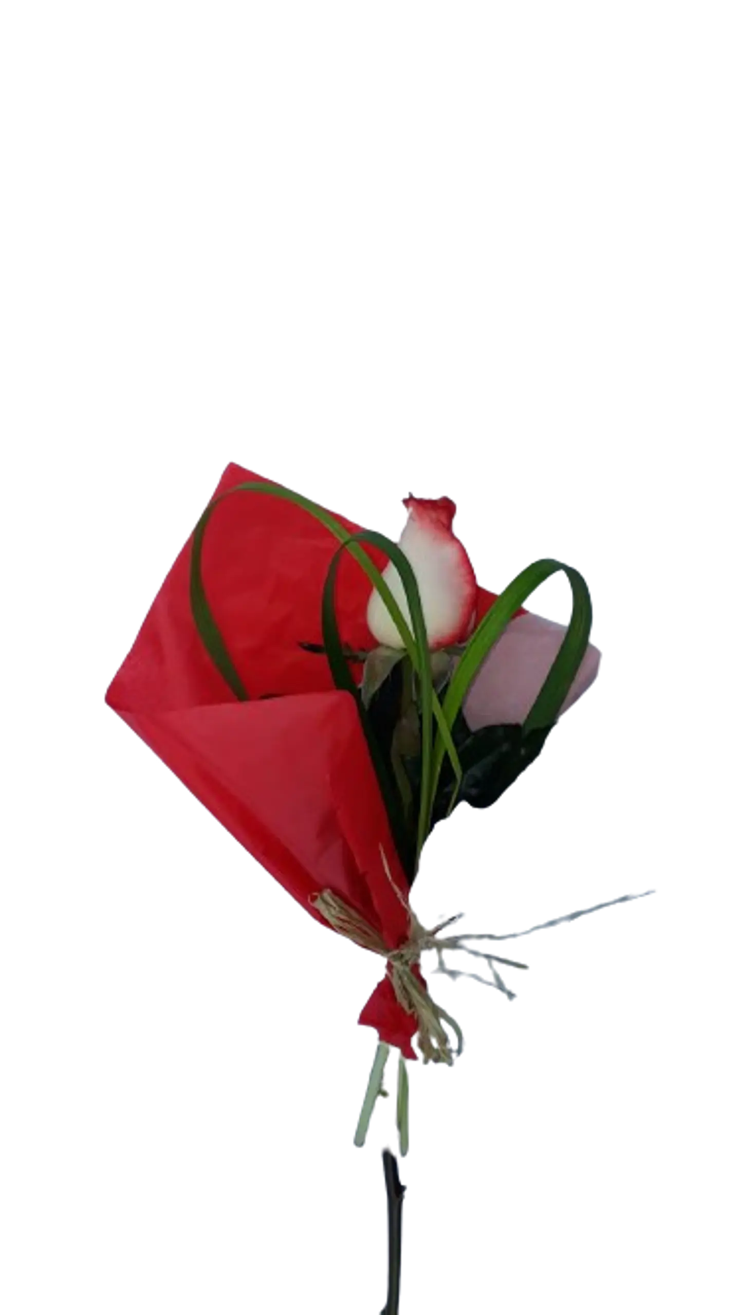 Rosa X1 1