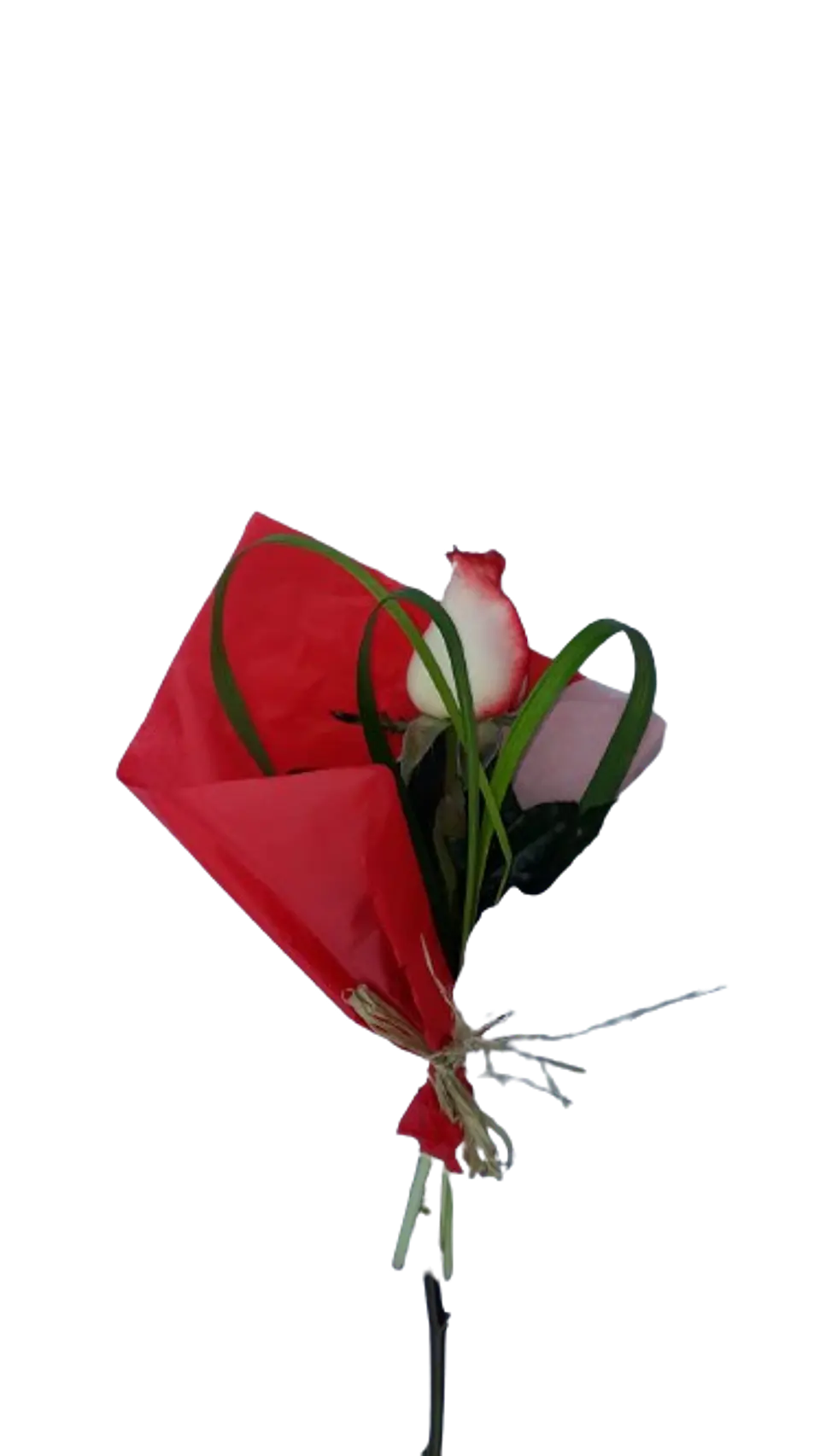Rosa X1 1