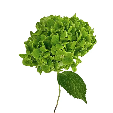Hortensia Verde