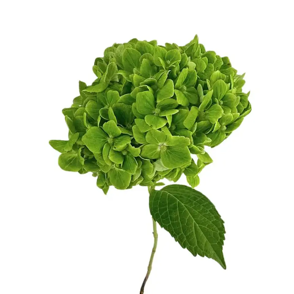 Hortensia Verde 1
