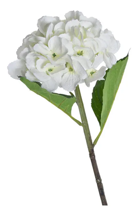 Hortensia Blanca