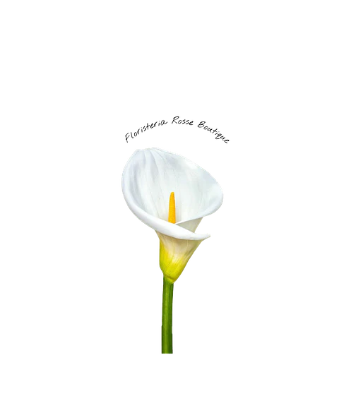 Cartucho Blanco