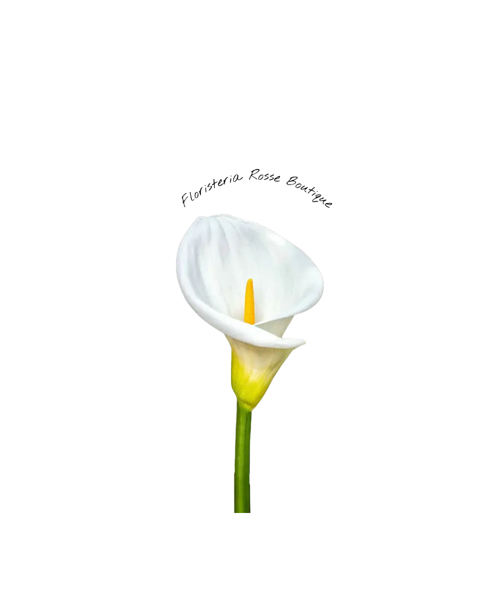 Cartucho Blanco 1