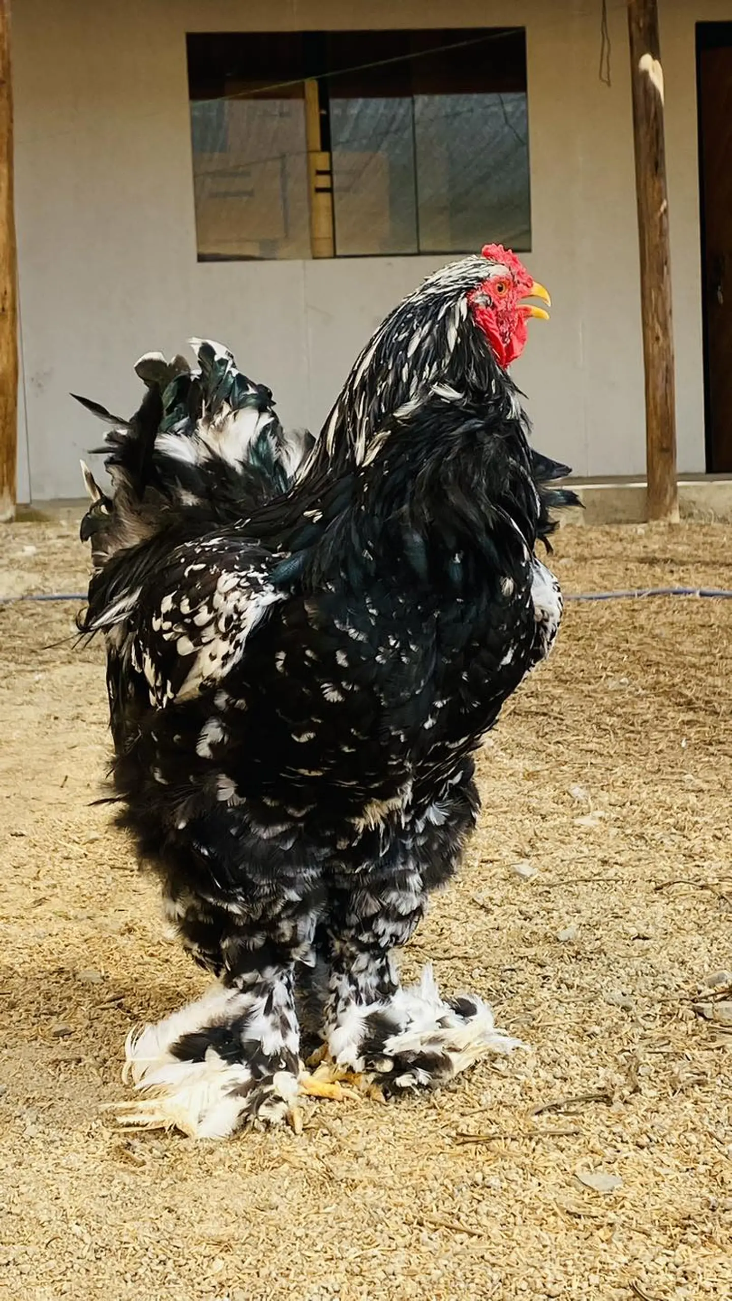 Brahma Moteado Negro / Plomo 1