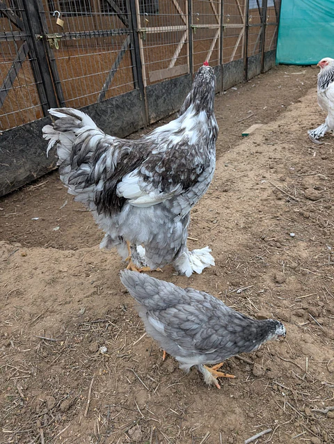 Brahma Moteado Negro / Plomo