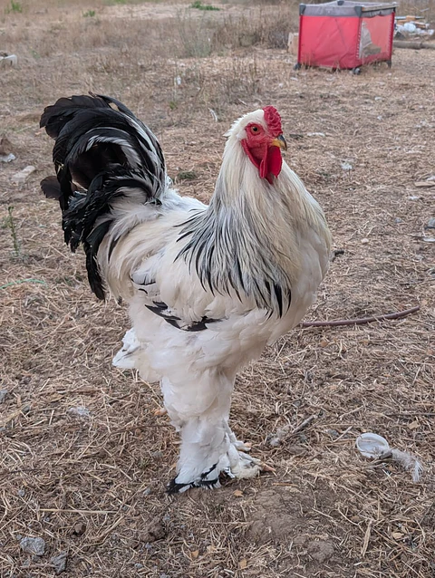 Brahma Armiñado Negro