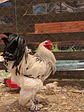 Brahma Armiñado Negro - Miniatura 1