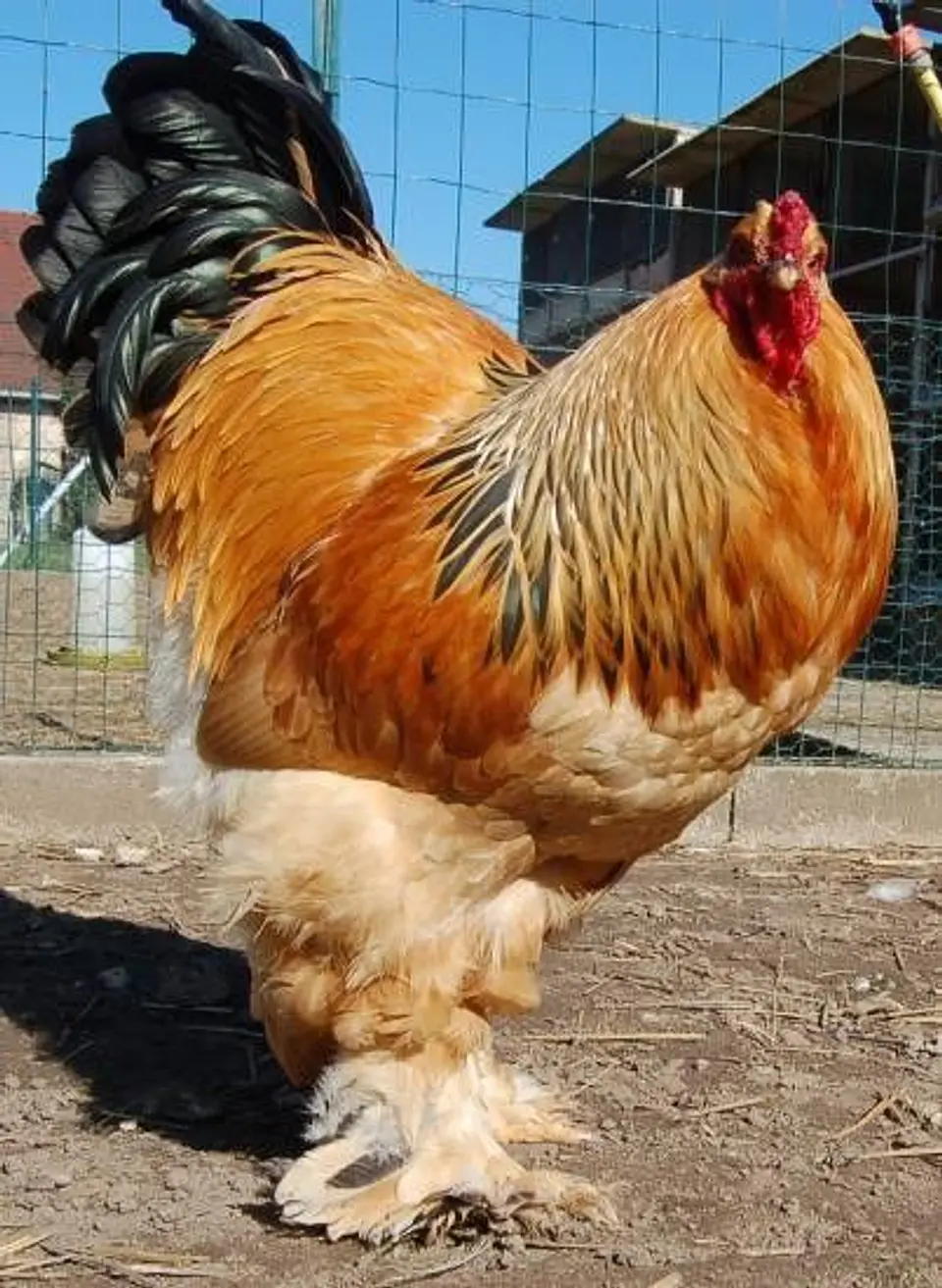 Brahma Leonardo 1