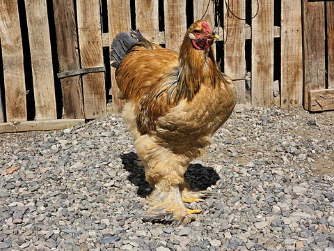 Brahma Leonardo