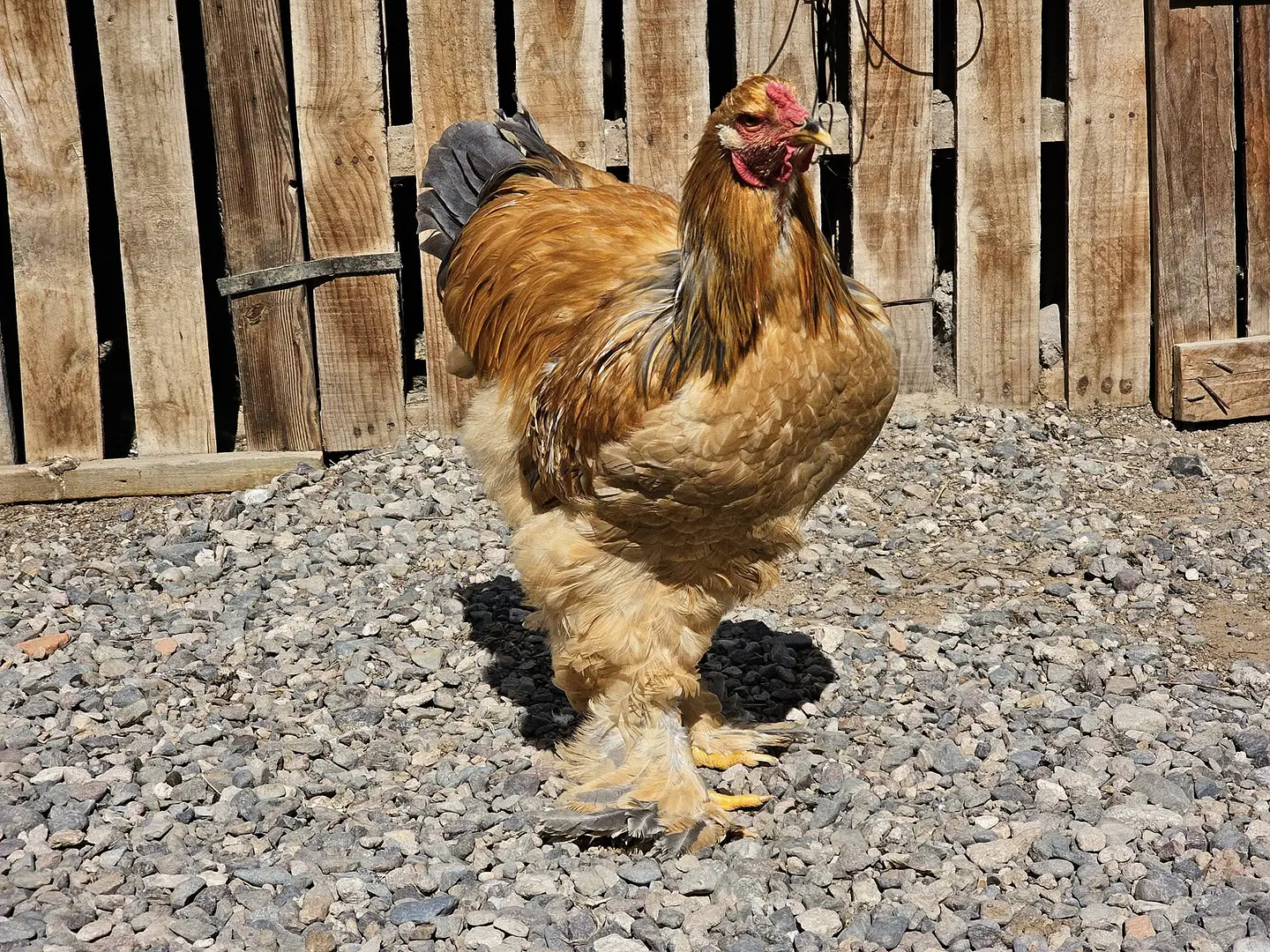 Brahma Leonardo 2