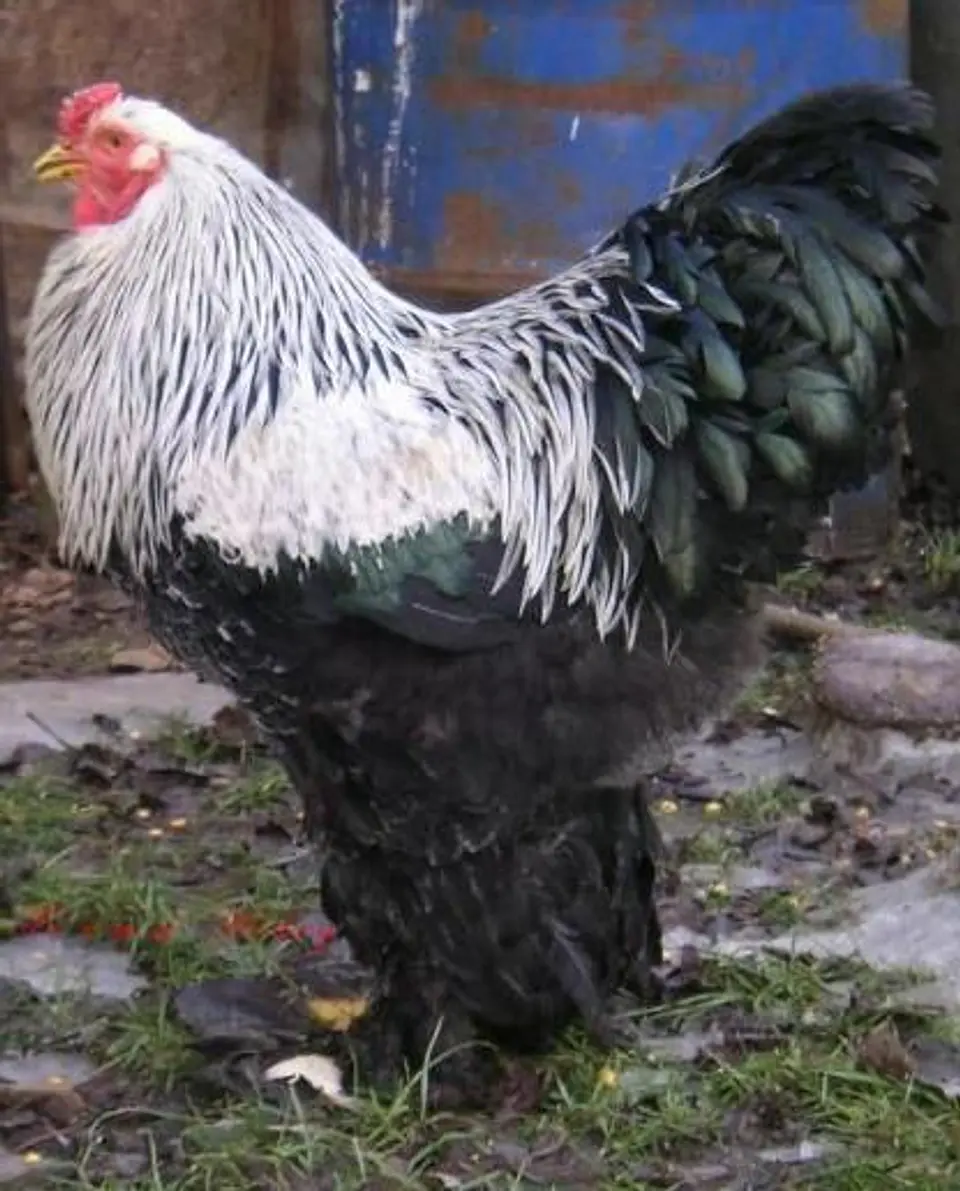 Brahma Dark (Perdiz Plata) 1