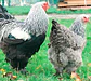 Brahma Dark (Perdiz Plata) - thumbnail 2