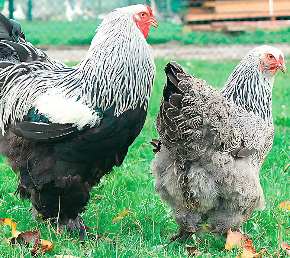 Brahma Dark (Perdiz Plata) 2