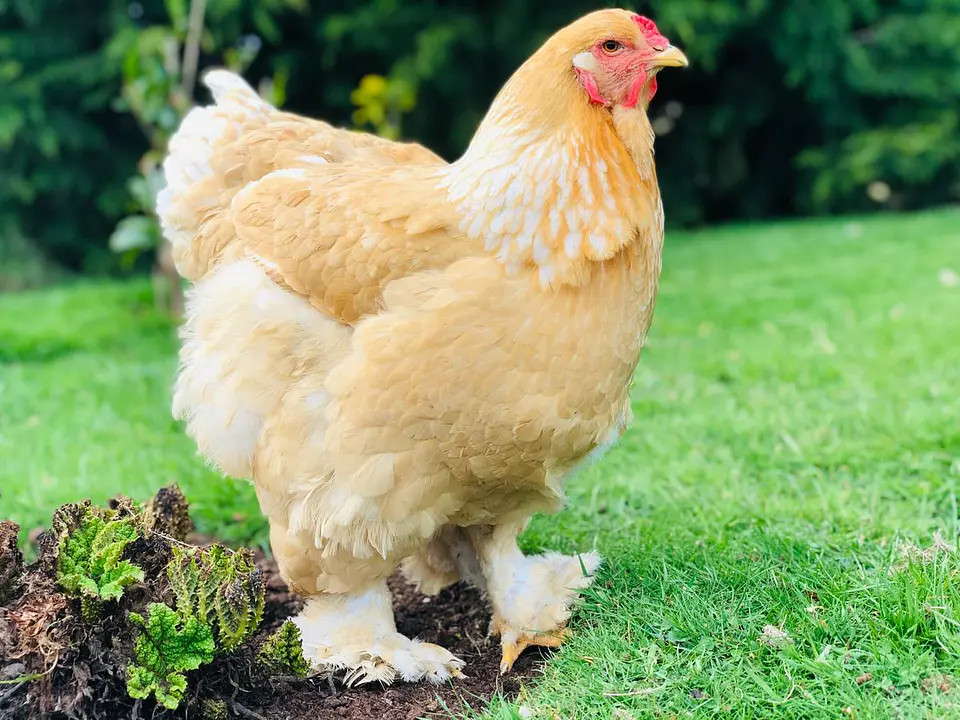 Brahma Limon Pyle 2