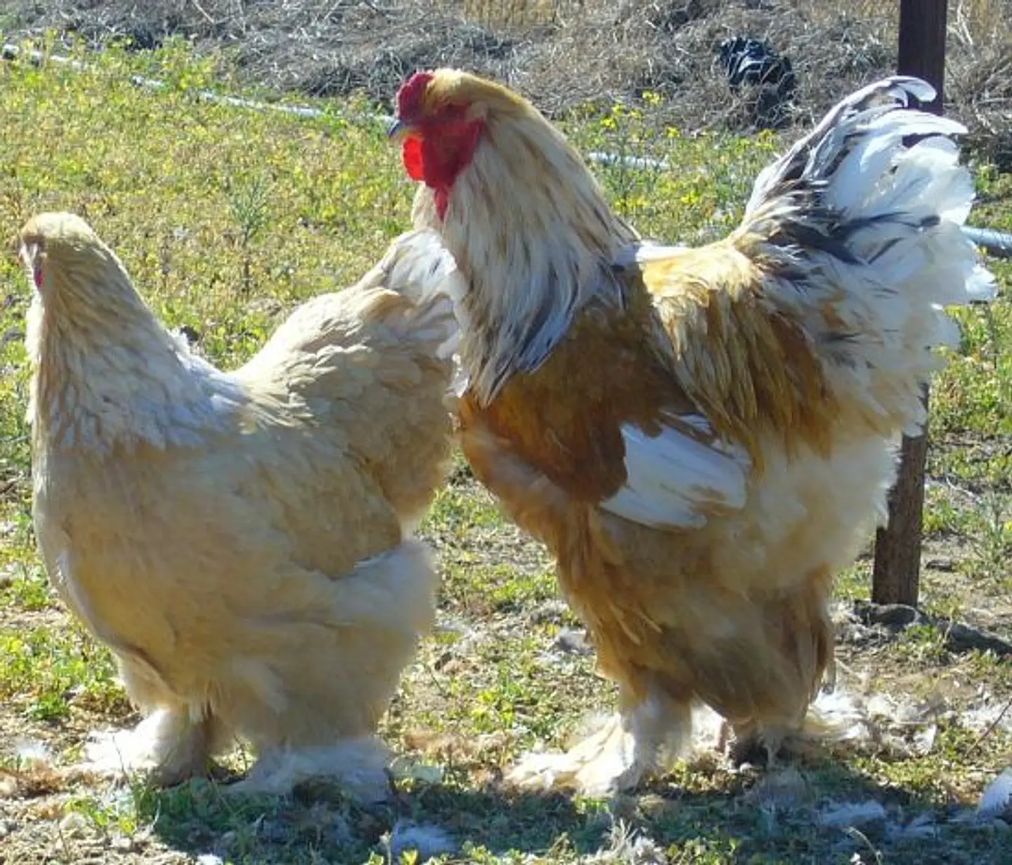Brahma Limon Pyle 1