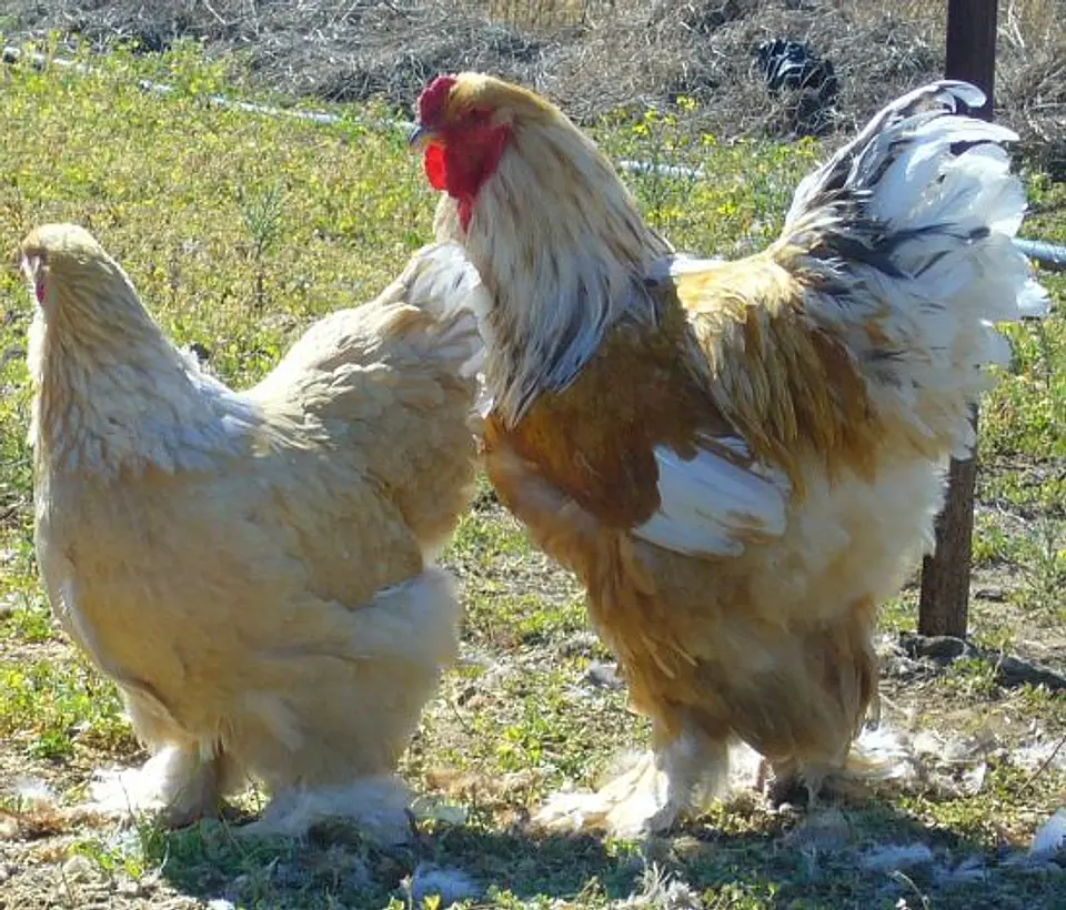 Brahma Limon Pyle 1