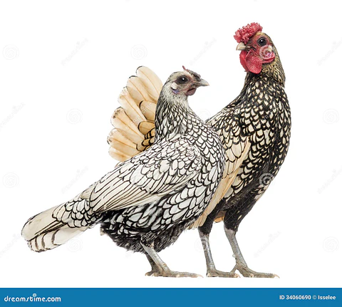 Gallinas Sebright