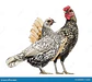 Gallinas Sebright - Miniatura 1