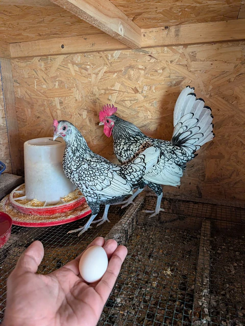 Gallinas Sebright