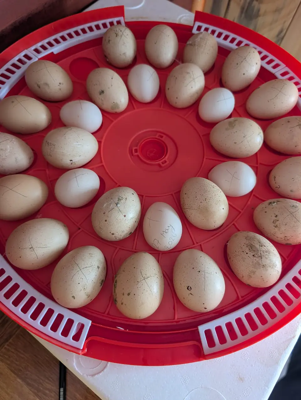 Huevo Fertilizado Dozena 1
