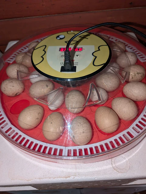 Huevo Fertilizado Dozena