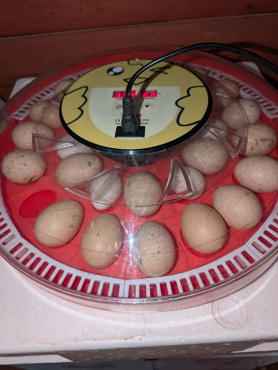 Huevo Fertilizado Dozena 2