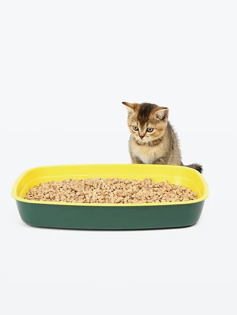 Demo - Litter (gato)