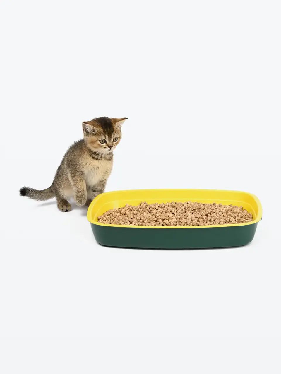 Demo - Litter (gato) 3