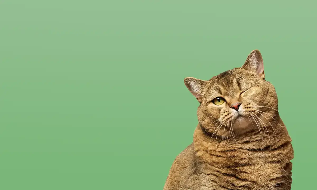 All accessories<br>
for cats<br>
50% off