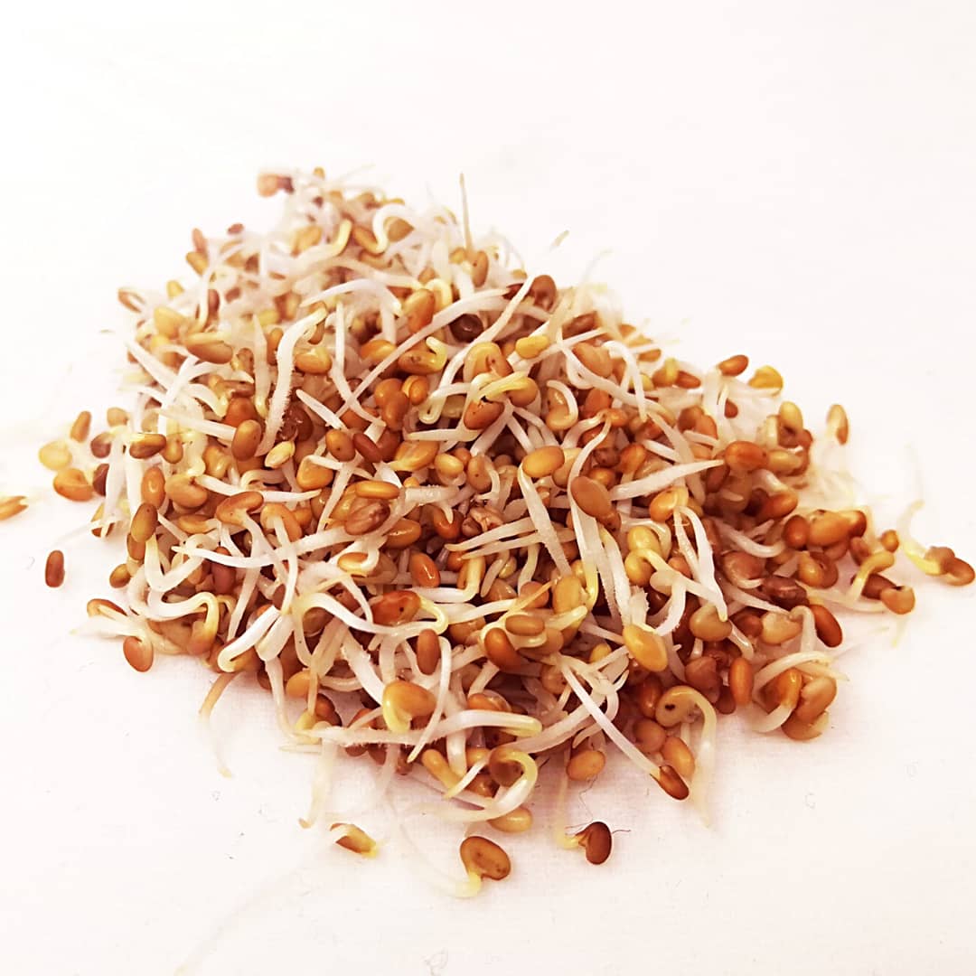 Semilla de Trébol (30gr)