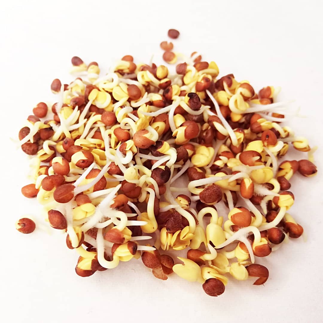 Semilla de Rábano (30gr)