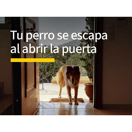 Clase - Tu perro se escapa al abrir la puerta