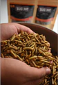 Larvas deshidratadas 50gr - Miniatura 2