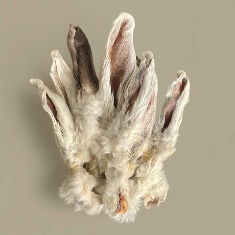 Orejas de Conejo