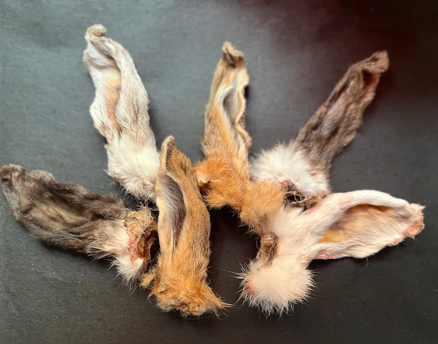 Orejas de Conejo 4