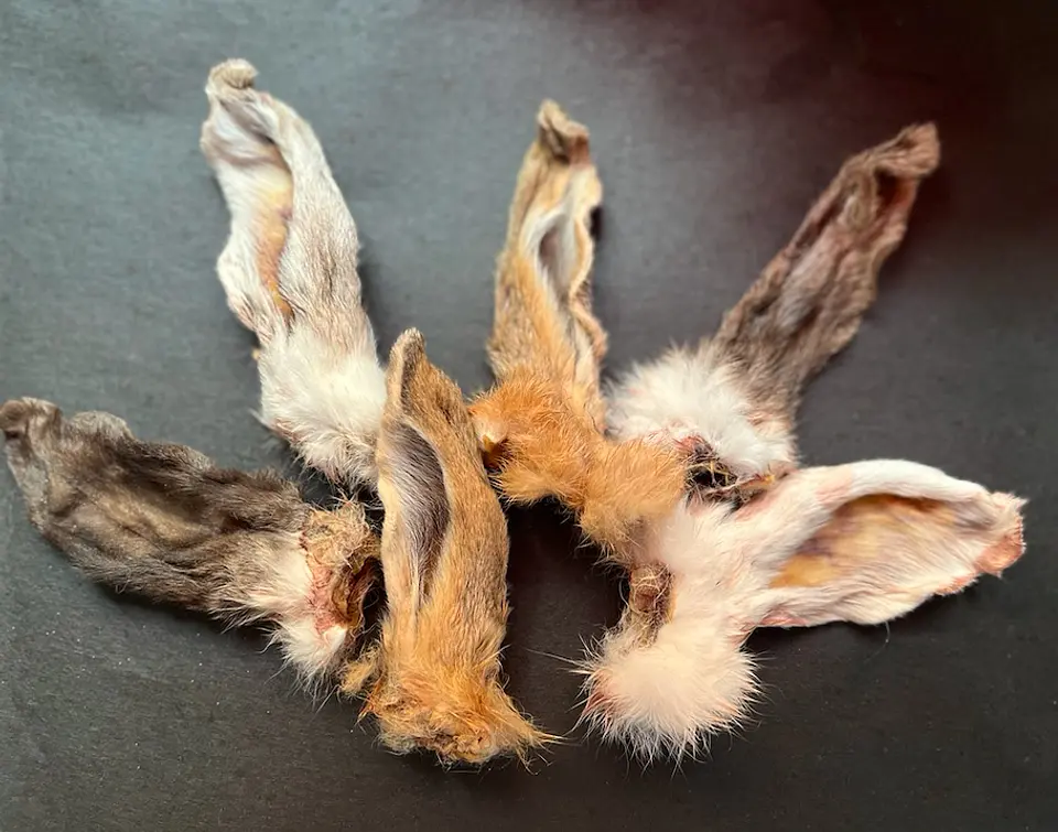 Orejas de Conejo 4