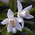 BUGAMBILIA