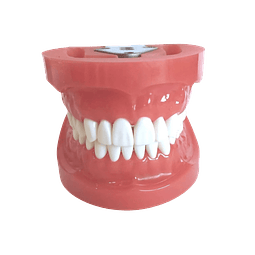 Arcada Dental 32 dientes, encía dura